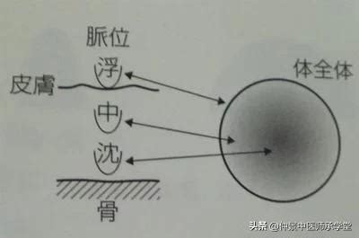 脈相 浮滑|《中醫詞典》解釋「浮脈」的意思